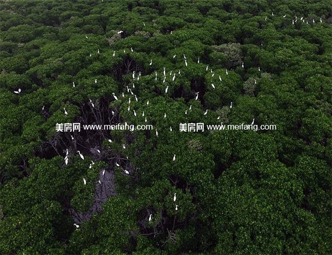 海南东寨港红树林自然保护区