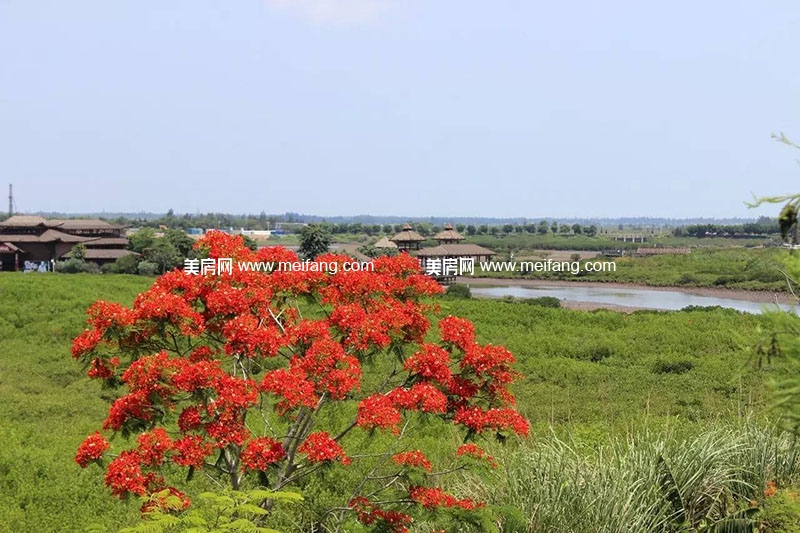 摄于红树湾红树林湿地公园