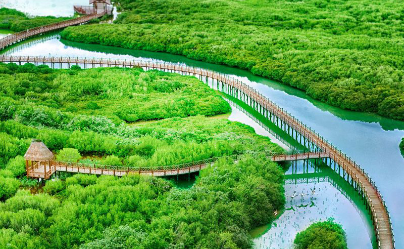 红树湾：你所不知道的湿地世界